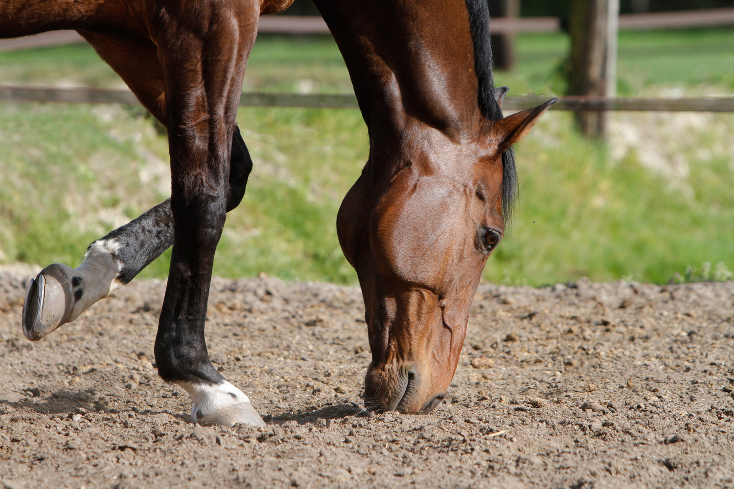 Pferd hat die Nase im trockenen Paddocksand